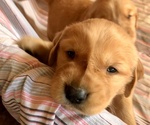 Small Photo #1 Golden Retriever Puppy For Sale in BELFAIR, WA, USA