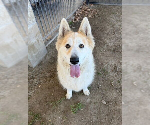 Medium Photo #2 Siberian Husky-Unknown Mix Puppy For Sale in Riverside, CA, USA