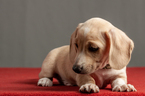 Small Photo #3 Dachshund Puppy For Sale in CROWLEY, TX, USA