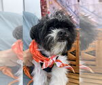Small #2 Shih Tzu