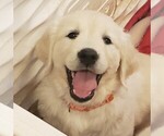 Puppy Puppy 4 English Cream Golden Retriever