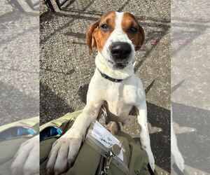 Mutt Dogs for adoption in Elmsford, NY, USA