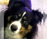 Small #2 Australian Shepherd