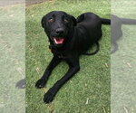 Small #3 Labrador Retriever