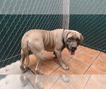 BEATRIX - Female Mutt Dog for Adoption - Small photo