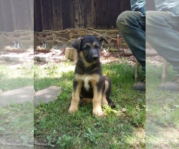 Medium Photo #1 German Shepherd Dog Puppy For Sale in JASPER, AR, USA