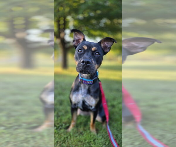Medium Photo #1 - Mix Puppy For Sale in Candler, NC, USA