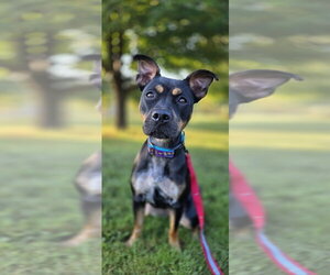 Pippa - Female - Mix Dog for Adoption