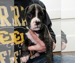 Small Photo #3 Boxer Puppy For Sale in RIVER FALLS, WI, USA