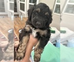 Small Photo #57 Aussiedoodle Puppy For Sale in LONGWOOD, FL, USA
