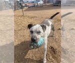 Small #1 Mastiff Mix