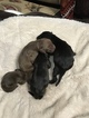 Small Photo #14 Vizsla-Weimaraner Mix Puppy For Sale in STANFORD, IL, USA