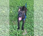 Small #2 American Staffordshire Terrier Mix