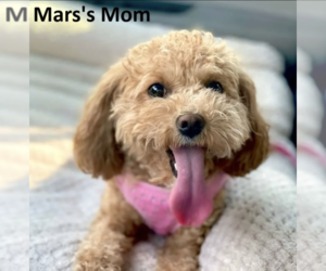 Mother of the Cavapoo puppies born on 06/01/2025