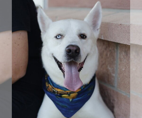 Medium Photo #1 Siberian Husky Puppy For Sale in San Antonio, TX, USA