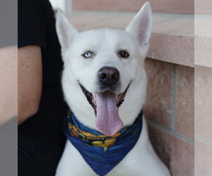 Siberian Husky Dogs for adoption in San Antonio, TX, USA