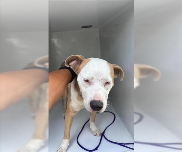 Medium Photo #1 American Pit Bull Terrier Puppy For Sale in Houston, TX, USA