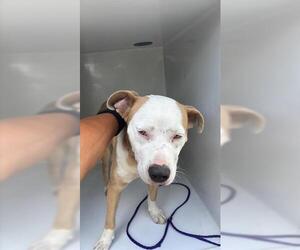 American Pit Bull Terrier Dogs for adoption in Houston, TX, USA