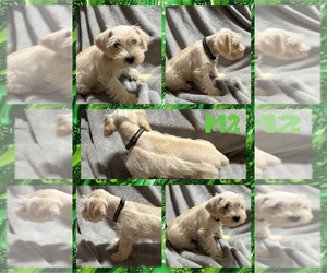 Schnauzer (Miniature) Puppy for sale in TRINITY, TX, USA