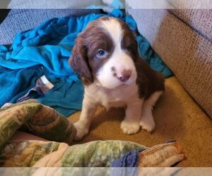 English Springer Spaniel Puppy for sale in NEWPORT NEWS, VA, USA