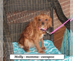 Mother of the Cavapoo puppies born on 03/19/2024