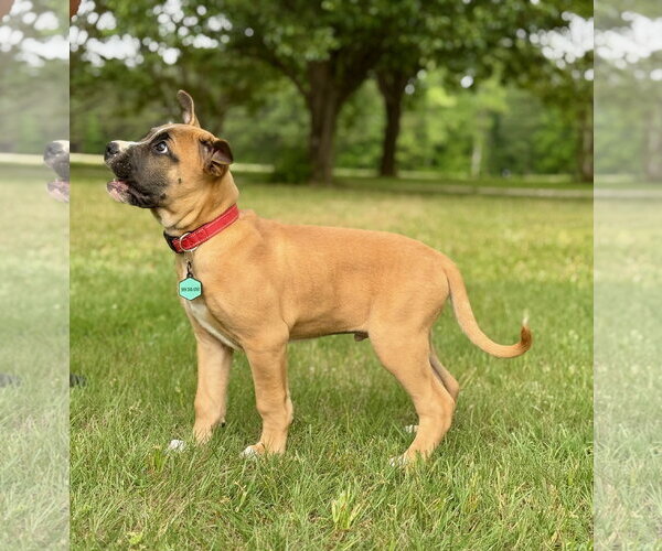 Medium Photo #2 American Pit Bull Terrier-Rhodesian Ridgeback Mix Puppy For Sale in Holly Springs, NC, USA