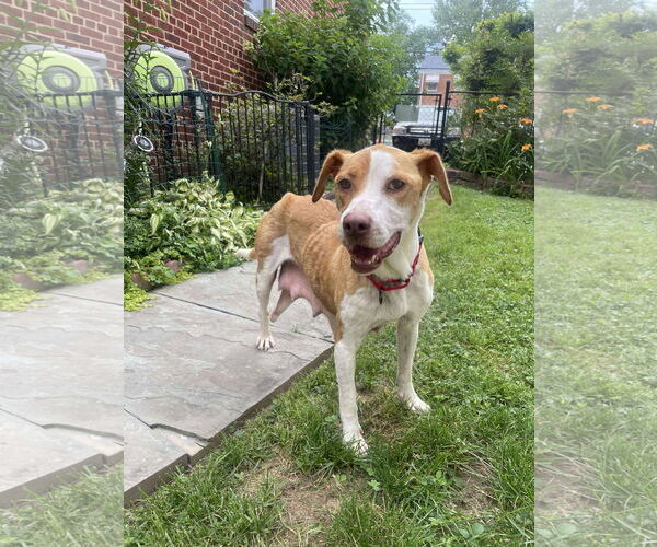Medium Photo #3 Labrador Retriever-Unknown Mix Puppy For Sale in Derwood, MD, USA