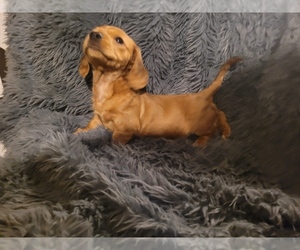 Dachshund Puppy for sale in METAIRIE, LA, USA