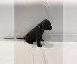 Small Photo #5 Labrador Retriever Puppy For Sale in MIDDLEBURY, IN, USA