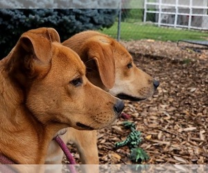 Rocky - Male Mutt Dog for Adoption - Photo #3
