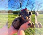 Small #13 Bernedoodle-Doodle Mix