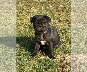 Pug Puppy for sale in THE PLAINS, VA, USA