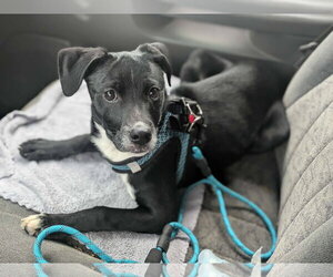 Kahlo - Female Mutt Dog for Adoption - Photo #2