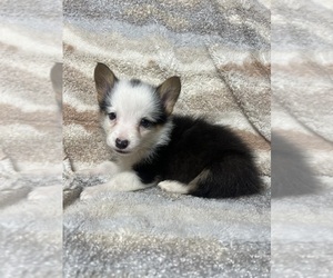 Pembroke Welsh Corgi Puppy for sale in LUFKIN, TX, USA