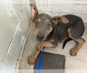 Doberman Pinscher-Unknown Mix Dogs for adoption in San Bernardino, CA, USA