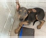 Small Doberman Pinscher Mix