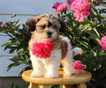 Puppy Jacey Zuchon