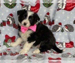Australian Cattle Dog-Border Collie Mix Puppy for sale in LANCASTER, PA, USA