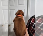 Small Photo #2 Rhodesian Ridgeback Puppy For Sale in HOLLYWOOD, SC, USA