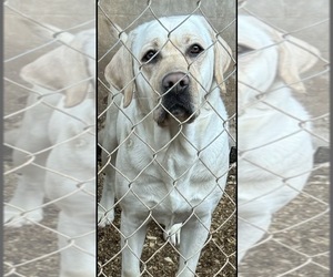 Mother of the Labrador Retriever puppies born on 01/03/2026