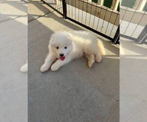Samoyed Puppy for sale in TRUCKEE, CA, USA
