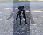 Small #2 Labrador Retriever Mix