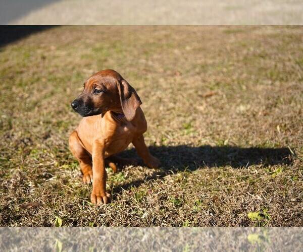 Medium Photo #3 Rhodesian Ridgeback Puppy For Sale in ONEIDA, TN, USA