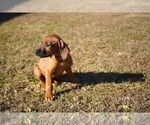 Small #2 Rhodesian Ridgeback