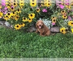 Small Photo #11 Goldendoodle-Poodle (Miniature) Mix Puppy For Sale in CURTISS, WI, USA