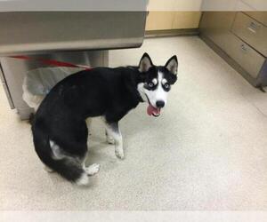 Siberian Husky Dogs for adoption in Riverside, CA, USA