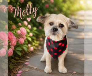 Lhasa Apso Dogs for adoption in Menifee, CA, USA