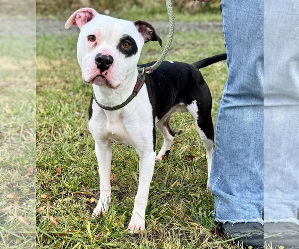 Medium Photo #1 Mutt Puppy For Sale in Pittsburgh, PA, USA