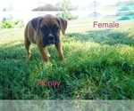 Puppy Honey Boxer