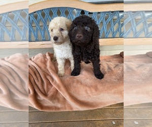 Goldendoodle (Miniature) Puppy for sale in OLYMPIA, WA, USA
